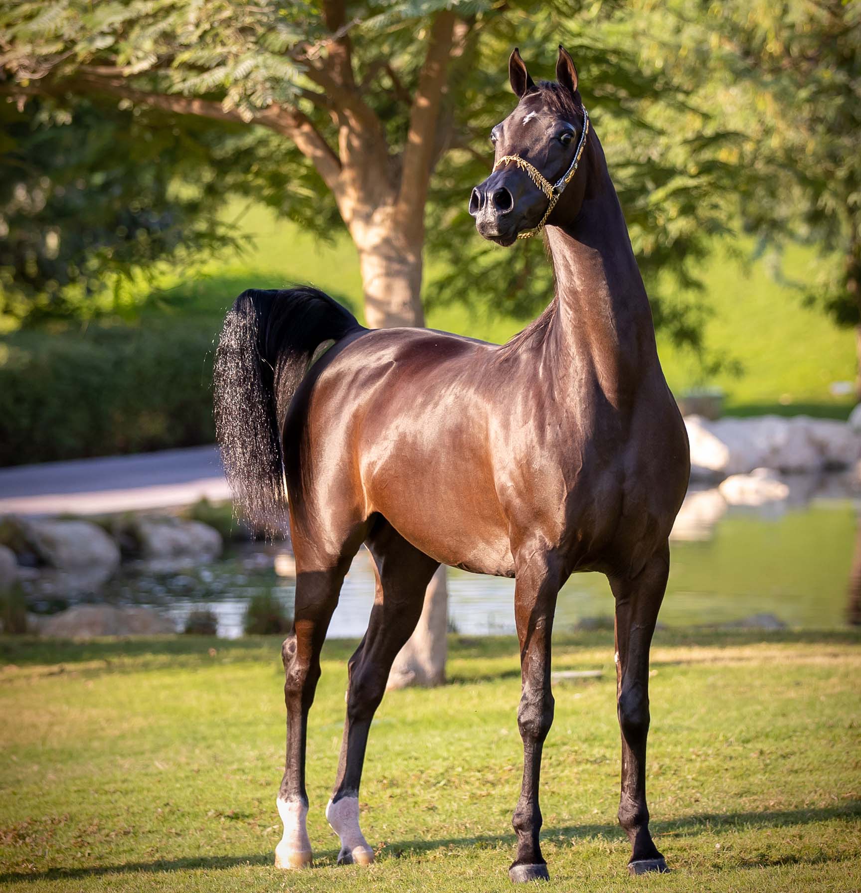 Katara International Arabian Horses Festival katara International